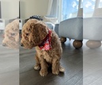 Small #9 Goldendoodle mix (+ Poodle Standard)