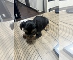 Puppy Puppy 2 Yorkshire Terrier