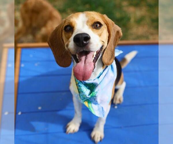 Medium Photo #1 Beagle-Unknown Mix Puppy For Sale in San Antonio, TX, USA