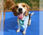 Small Beagle Mix