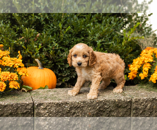 Medium Photo #33 Cocker Spaniel-Poodle (Miniature) Mix Puppy For Sale in NAPPANEE, IN, USA