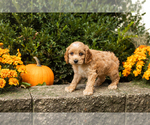 Small #32 Cocker Spaniel-Poodle (Miniature) Mix