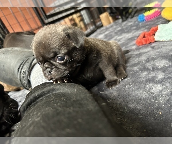 Medium Photo #7 Pug Puppy For Sale in BLOOMINGTON, IL, USA