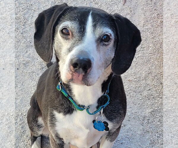 Medium Photo #2 Beagle-Unknown Mix Puppy For Sale in Las Vegas, NV, USA
