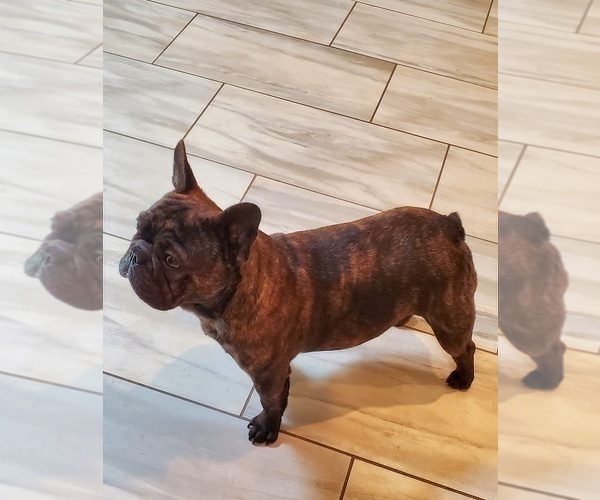 Medium Photo #1 French Bulldog Puppy For Sale in MARYVILLE, TN, USA