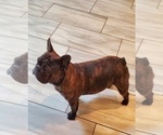 Small Photo #1 French Bulldog Puppy For Sale in MARYVILLE, TN, USA