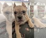 Small Photo #7 American Bully Puppy For Sale in MURFREESBORO, TN, USA