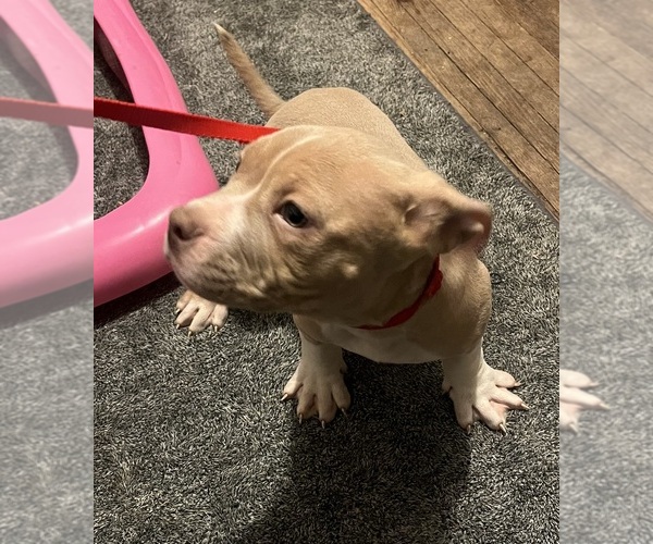 Medium Photo #25 American Bully Puppy For Sale in BUFFALO, NY, USA