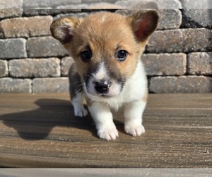 American Corgi Puppy for sale in CARLYLE, IL, USA