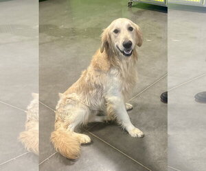 Golden Retriever Dogs for adoption in Euless, TX, USA