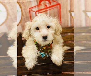 Maltipoo Puppy for Sale in ACWORTH, Georgia USA