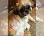 Small Photo #7 Shih Tzu-Shorkie Tzu Mix Puppy For Sale in GRANITE QRY, NC, USA