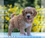 Small #3 Goldendoodle (Miniature)