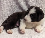 Puppy Bruiser Border Collie