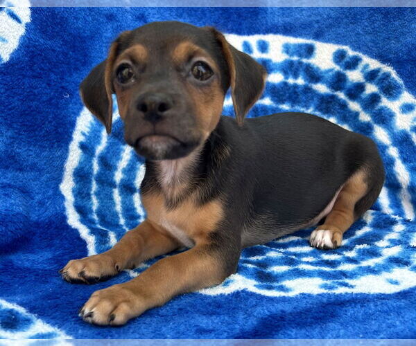 Medium Photo #7 Chihuahua-Unknown Mix Puppy For Sale in Corona, CA, USA