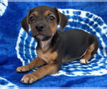 Small #6 Chihuahua Mix