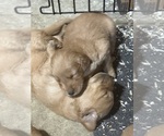 Small #3 Golden Retriever