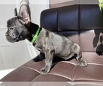 Small Photo #7 French Bulldog Puppy For Sale in BELL GARDENS, CA, USA