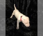 Small Photo #7 Bull Terrier Puppy For Sale in POMPANO BEACH, FL, USA
