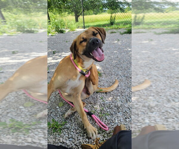 Medium Photo #7 Rhodesian Ridgeback-Unknown Mix Puppy For Sale in Bolivar, MO, USA