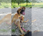 Small #6 Rhodesian Ridgeback Mix