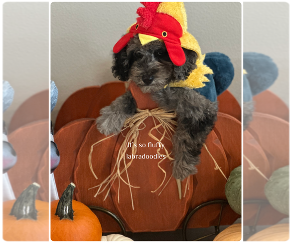 Medium Photo #5 Miniature Labradoodle Puppy For Sale in GROVELAND, FL, USA