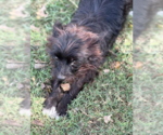 Small #2 Mutt