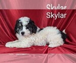 Puppy Skylar Bernedoodle (Miniature)