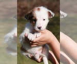 Small Photo #5 Beagle-Shetland Sheepdog Mix Puppy For Sale in MEADVILLE, PA, USA