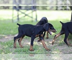 Small Photo #11 Doberman Pinscher Puppy For Sale in BEAUMONT, TX, USA