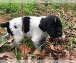 Small German Wirehaired Pointer