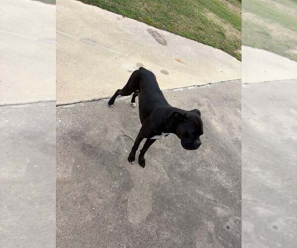 Medium Photo #6 Boxer Puppy For Sale in  Katy, TX, USA