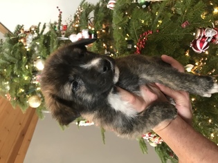 German Shepherd Dog-Great Pyrenees Mix Puppy for sale in MEAD, WA, USA