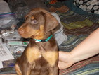 Small Photo #1 Doberman Pinscher Puppy For Sale in MEXICO, MO, USA