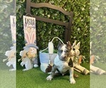 Puppy Puppy 6 Jabari American Bully