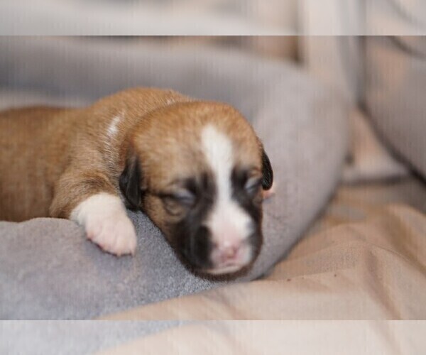 Medium Photo #6 Welsh Cardigan Corgi Puppy For Sale in SUN PRAIRIE, WI, USA