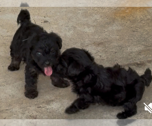 Medium Photo #3 YorkiePoo Puppy For Sale in FLORENCE, SC, USA