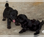 Small #2 YorkiePoo