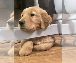 Golden Retriever Puppy for sale in WYKOFF, MN, USA