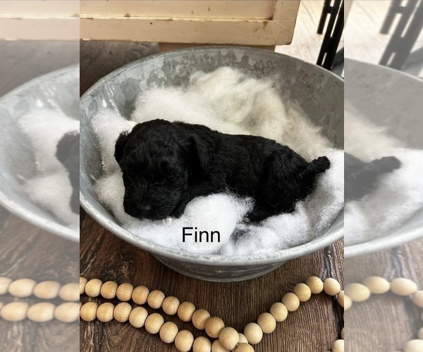 Medium Photo #18 Havapoo Puppy For Sale in VANCOUVER, WA, USA