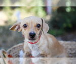 Small #1 Chihuahua