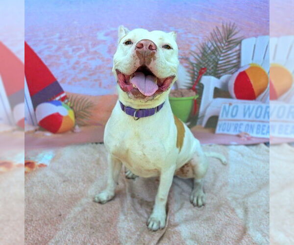 Medium Photo #2 American Pit Bull Terrier-Unknown Mix Puppy For Sale in Long Beach, CA, USA