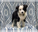 Small Photo #2 Australian Shepherd Puppy For Sale in LAKELAND, FL, USA