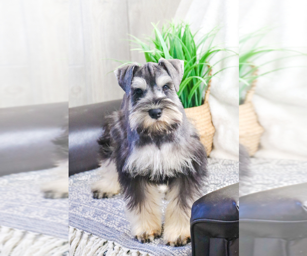 Medium Photo #10 Schnauzer (Miniature) Puppy For Sale in SYRACUSE, IN, USA
