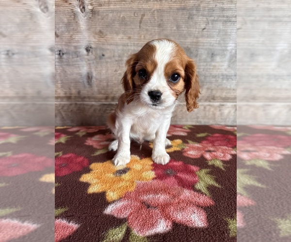 Medium Photo #7 Cavalier King Charles Spaniel Puppy For Sale in VERMONTVILLE, MI, USA