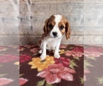 Small #6 Cavalier King Charles Spaniel