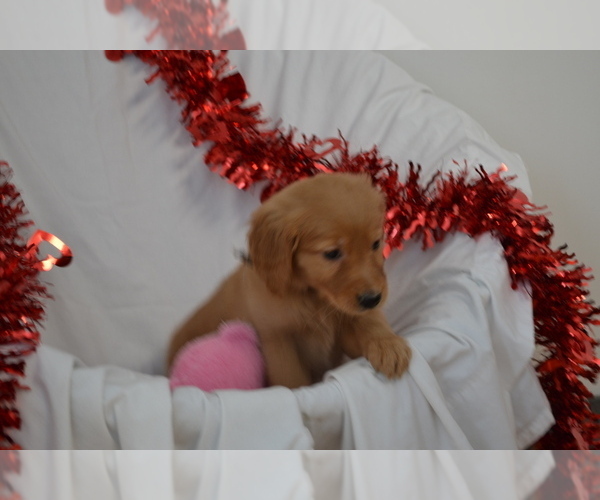Medium Photo #1 Golden Retriever Puppy For Sale in GREENWOOD, WI, USA