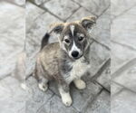 Small Huskies  Mix