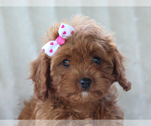 Cavapoo-Poodle (Miniature) Mix Puppy for sale in LIBERTY, KY, USA