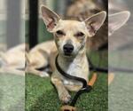 *CHEVY - Male Chihuahua Dog for Adoption - Small photo
